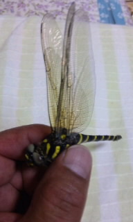 �n�b�s�[�o�[�X�f�[���ɂ��܂���