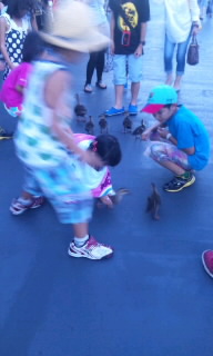 �q���ɒǂ���������J���K���e�q